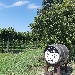 Tenute UGOLINI Vigna sana in luogo sano - -