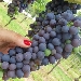 Tenute UGOLINI Vigna sana in luogo sano - -