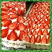 Tiramis� con Fragole - -
