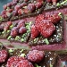 Tortino farcito con gelato di fragoline di Marsala pistacchio di bronte e bisquit al cioccolato - -