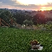 Tramonto su vigneto - 