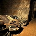 Tunnel borbonico - -