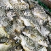 Una Ricetta per Salvare il Mare - La campagna di Oceanus che mira ad accrescere la consapevolezza dei consumatori rispetto all'acquisto di pesce. 

