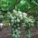 Uva da tavola - -