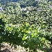 Varaschin vini e spumanti - -