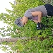 Vendemmia 3 - 