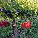 Vendemmia 4 - -