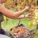Vendemmia - -