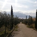 Vigna delle Ginestre - -