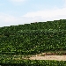 Vigneti a Montaldo Roero - -