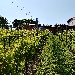 Vigneto - -