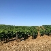 Vigneto - -