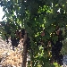 Vigneto - -