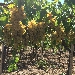 Vigneto - -
