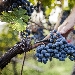 Vini Alto Adige DOC - Autore: IDM S�dtirol/Frieder Blickle - -