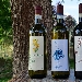 Vini Giuseppe Parussa - -