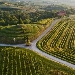 Vino friulano - -