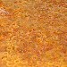 Anelletti al forno - Fotografia realizzata da Luigi Farina