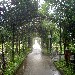 Viale interno di Villa Bruno - San Giorgio a Cremano (NA) - -