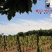 Le vigne - -