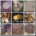 -Tiramis� stracciatella con plumcake in 9 fasi - 

