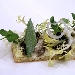 -Insalatina di ostriche con verdurine croccanti su creckers integrale artigianale  - -