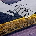 cia - -
malerba