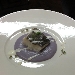 Baccal� cotto al vapore su crema soffice di patate viola e salsa aromatica - -