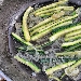 Ciriole con branzino, pomodori secchi e zucchine - preparazione - -