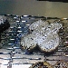 Colomba pasquale - -