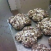 Colomba pasquale - -