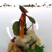 Risotto mantecato al mascarpone e capitone con polvere di olive - -