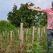 Pomodorino del Piennolo (Il Sole nel piatto) - -