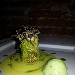 Roll� di branzino con gamberi rossi e pistacchi in foglia di lattughina su vellutata di patate al limone e capperetti di Pantelleria con bavarese di melanzane - -