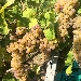 filare di Chardonnay Muscat - -