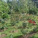 21/06/2012 - Tenuta San Domenico - Capua (CE) - Il Roseto - -