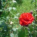 21/06/2012 - Tenuta San Domenico - Capua (CE) - Il Roseto - -