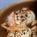 -Pasta bruciata, ripiena di bufala al caff� - -