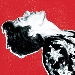 Brandon Flowers - -