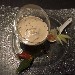 Cappuccino di mare - -