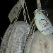 -Provolone del Monaco Dop - -