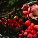 -prugne e pesche - -prugne e pesche