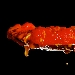 Pummarola sull'ultima marinara di Ciro Salvo al Mass� di Luciano Furia - Fotografia esposta alla Mostra Fotografica svoltasi durante la Seconda Edizione delle Olimpiadi del Gusto (3-4-5-6 Maggio 2014 - Villa Bruno - San Giorgio a Cremano - Napoli)