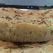 focaccia al rosmarino - -