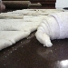cornetti integrali - -