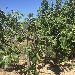 -Piante secolari di Fichi - -