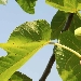 -Piante di fichi bianchi - -