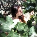 -Alberi di fichi bianchi - -