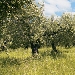 -Campagna di Oliveto Torretta - -
