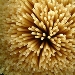-pasta di Gragnano - -